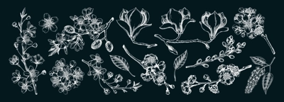 Spring blooming branches chalk drawings. Hand-drawn botanical illustrations. Floral design elements. NOT AI genereted